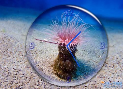 海底动态热带鱼水里时钟屏保