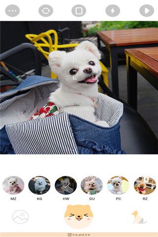 CoCo for博美犬相机app
