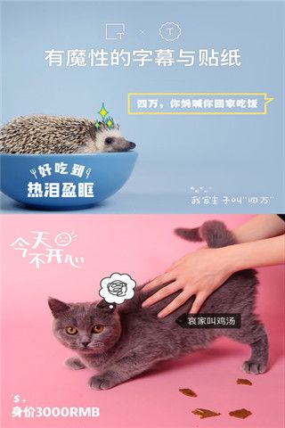 猫饼短视频app