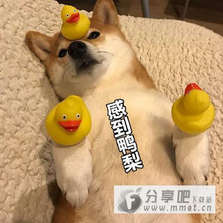 一组柴犬搞笑带字表情包