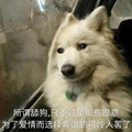 舔狗表情包大全 免费完整版