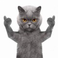 抖音蓝猫表情包图片 免费版