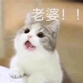 抖音白猫叫老婆表情包 免费版