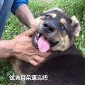 华农兄弟漂亮警告表情包 免费完整版