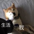 生活与我表情包 完整免费版