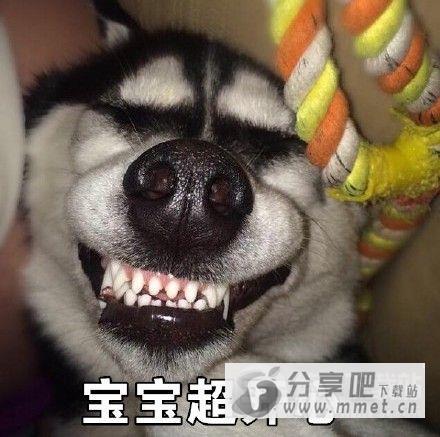 二哈搞笑表情包