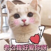 小仙女专用萌猫表情包 高清免费版