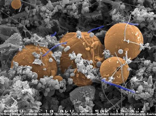 地下深处发现庞大生态系统：有以僵尸状态存活的细菌的照片 - 2