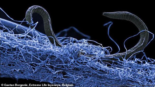 地下深处发现庞大生态系统：有以僵尸状态存活的细菌的照片 - 1